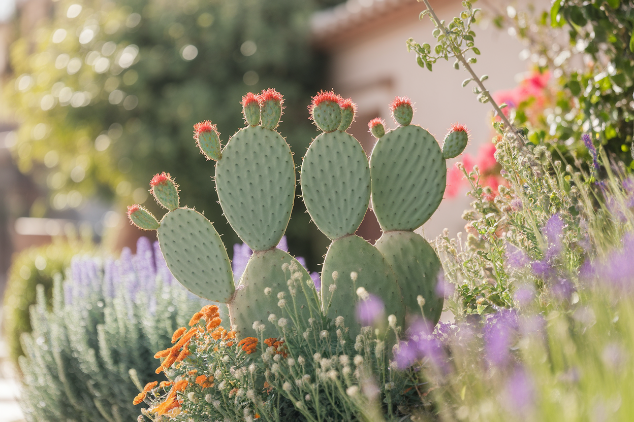 figuier-barbarie-jardin-mediterraneen-fleuri